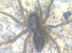 Araneae