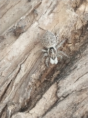 Menemerus semilimbatus