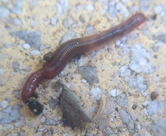 Annelida