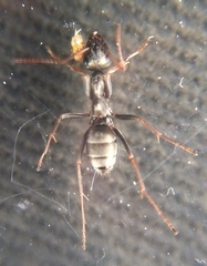 Formicidae