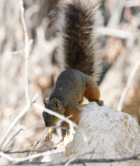 Sciurus nayaritensis
