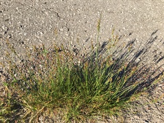 Juncus compressus