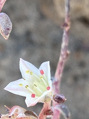 Dudleya crassifolia