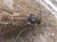 Trichoptera