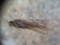 Trichoptera