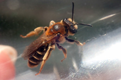 Andrena dorsata
