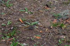 Junco hyemalis thurberi