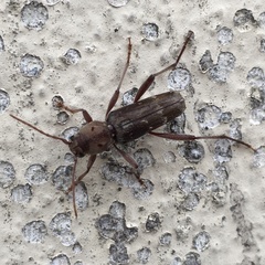 Xylotrechus smei