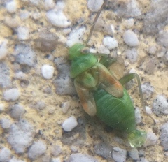 Hemiptera