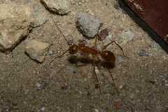 Camponotus cuneiscapus