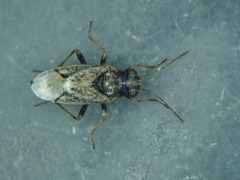 Nysius huttoni
