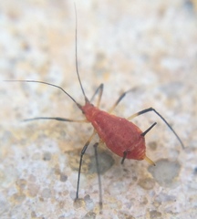 Uroleucon
