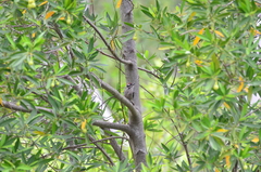 Dryobates pubescens turati