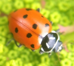 Hippodamia convergens