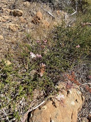 Dudleya crassifolia
