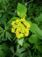 Zizia aurea