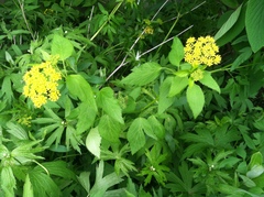 Zizia aurea