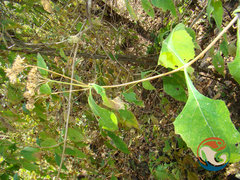 Verbesina oligantha