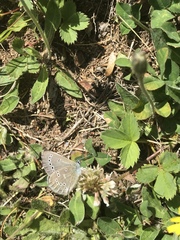 Glaucopsyche lygdamus image