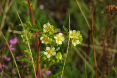 Drymocallis convallaria