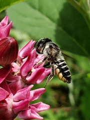 Megachile texana