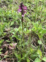 Pedicularis sudetica interior