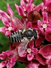 Megachile texana