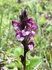 Pedicularis sudetica interior