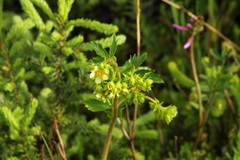 Drymocallis convallaria