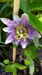 Passiflora alata × caerulea