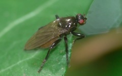 Copromyzinae