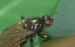 Copromyzinae