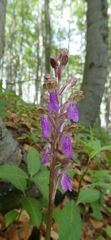 Orchis spitzelii