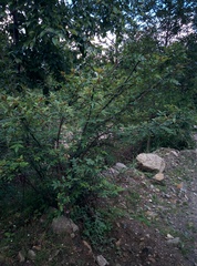 Zanthoxylum acanthopodium