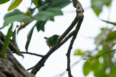 Ixothraupis xanthogastra