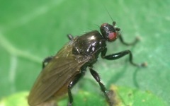 Copromyzinae