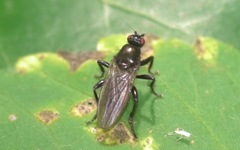 Copromyzinae