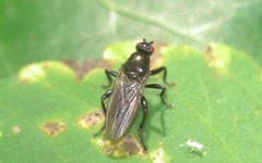 Copromyzinae