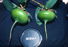 Sonneratia caseolaris