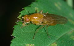 Psila fimetaria