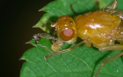 Psila fimetaria
