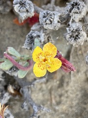 Eulobus crassifolius