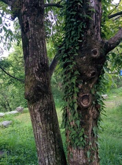 Hedera nepalensis