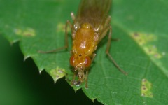 Psila fimetaria