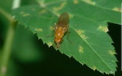 Psila fimetaria