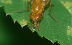 Psila fimetaria