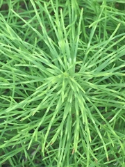 Equisetum arvense image