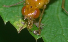Psila fimetaria