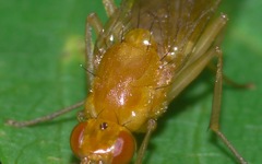 Psila fimetaria