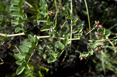 Hosackia crassifolia